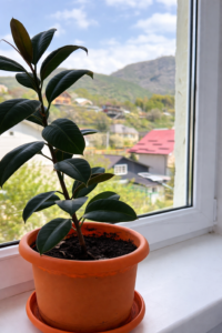 Цветок на окне